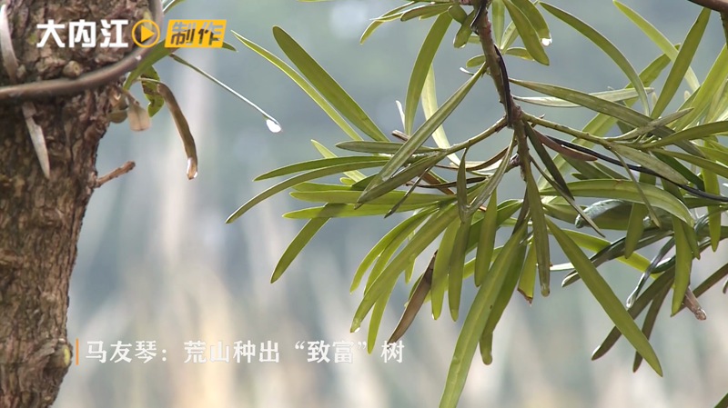 什么品种罗汉松最值钱